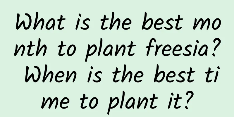 What is the best month to plant freesia? When is the best time to plant it?