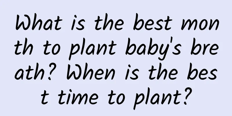 What is the best month to plant baby's breath? When is the best time to plant?