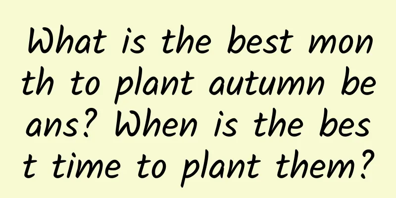 What is the best month to plant autumn beans? When is the best time to plant them?
