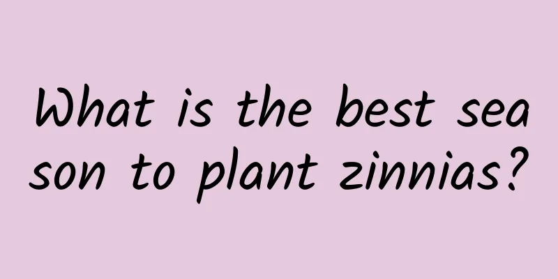What is the best season to plant zinnias?