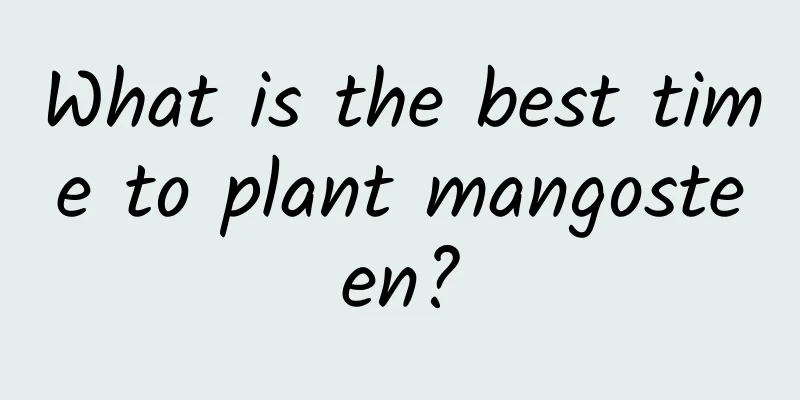 What is the best time to plant mangosteen?