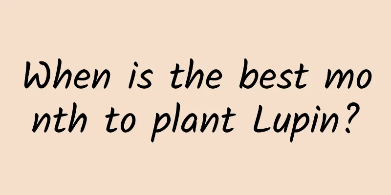 When is the best month to plant Lupin?
