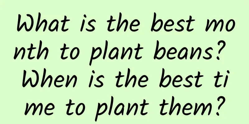 What is the best month to plant beans? When is the best time to plant them?