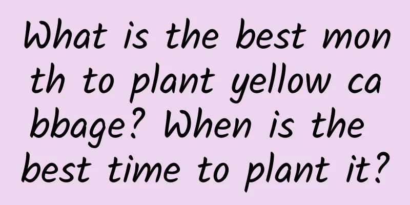 What is the best month to plant yellow cabbage? When is the best time to plant it?