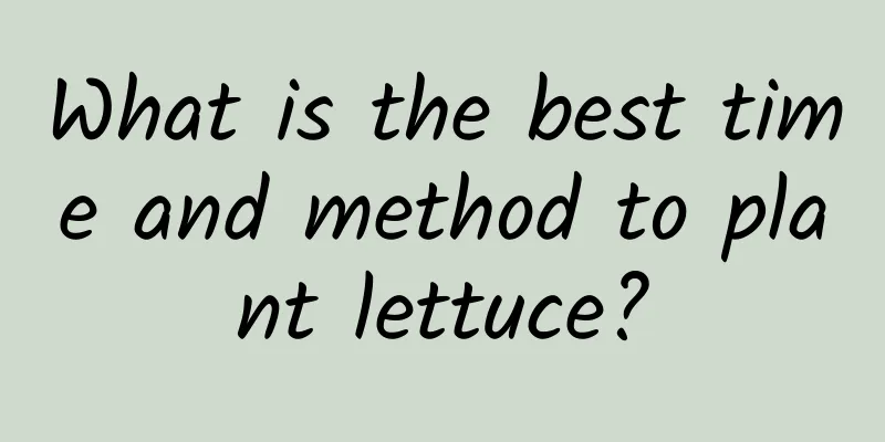 What is the best time and method to plant lettuce?