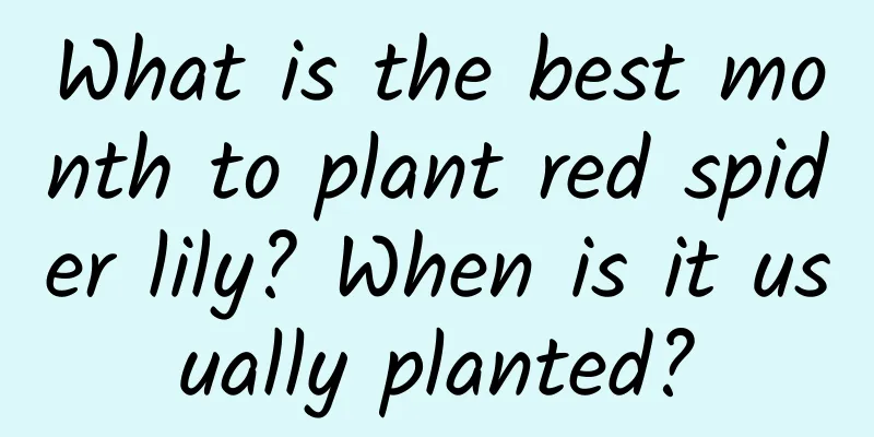 What is the best month to plant red spider lily? When is it usually planted?