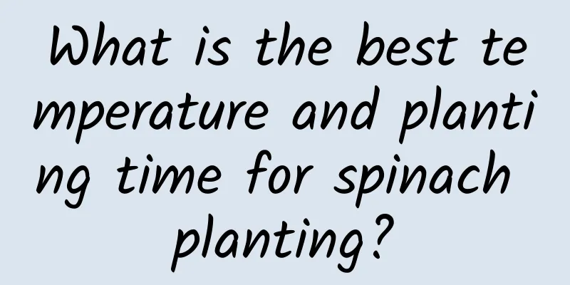 What is the best temperature and planting time for spinach planting?