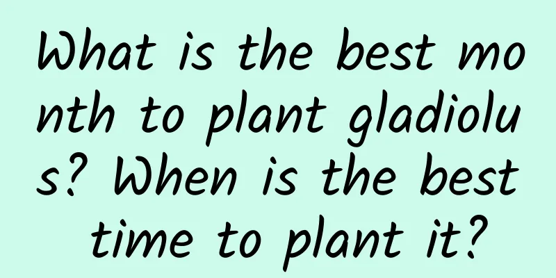 What is the best month to plant gladiolus? When is the best time to plant it?