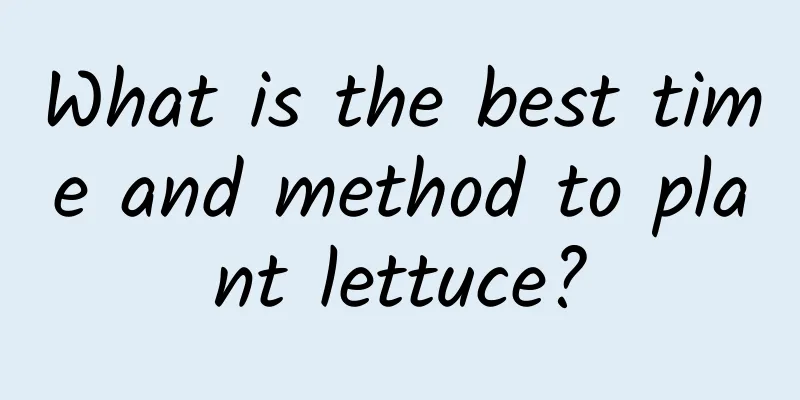 What is the best time and method to plant lettuce?