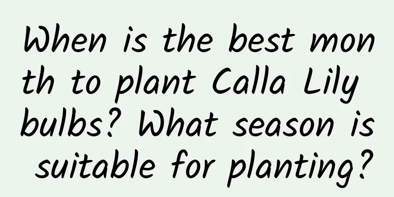 When is the best month to plant Calla Lily bulbs? What season is suitable for planting?