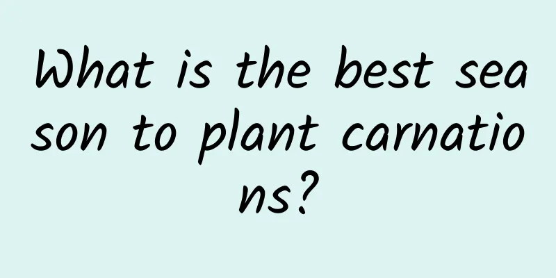 What is the best season to plant carnations?