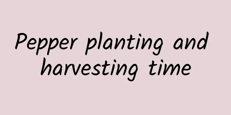 Pepper planting and harvesting time