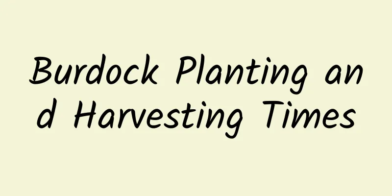 Burdock Planting and Harvesting Times