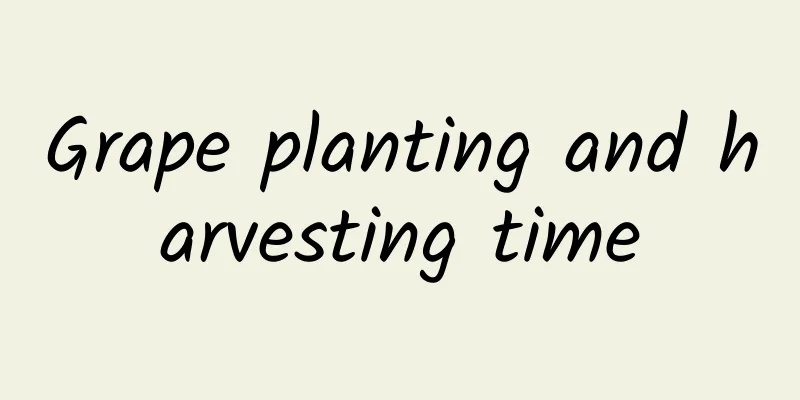 Grape planting and harvesting time
