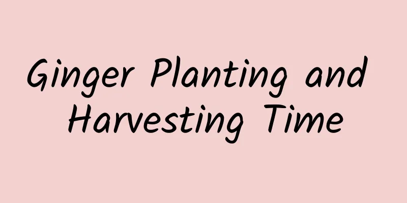 Ginger Planting and Harvesting Time