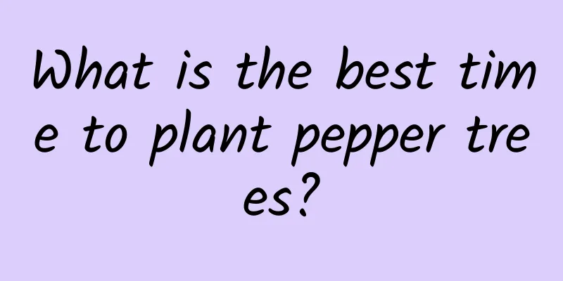 What is the best time to plant pepper trees?