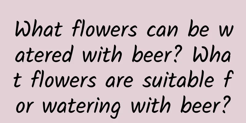What flowers can be watered with beer? What flowers are suitable for watering with beer?