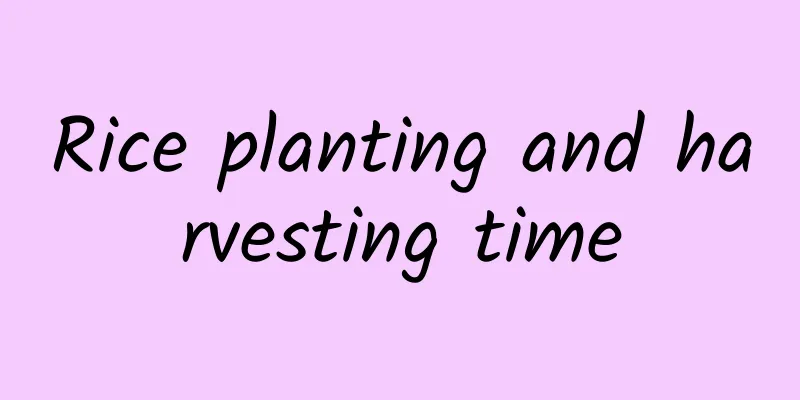 Rice planting and harvesting time