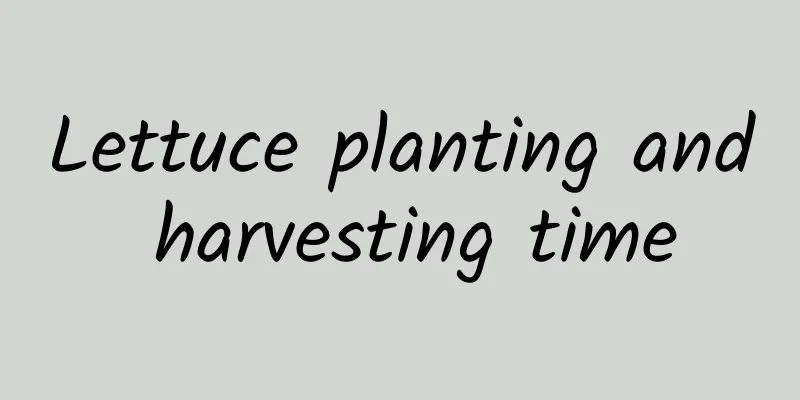 Lettuce planting and harvesting time