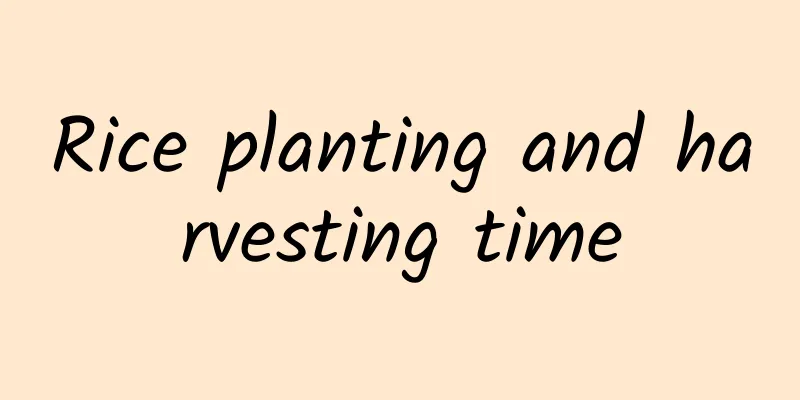 Rice planting and harvesting time