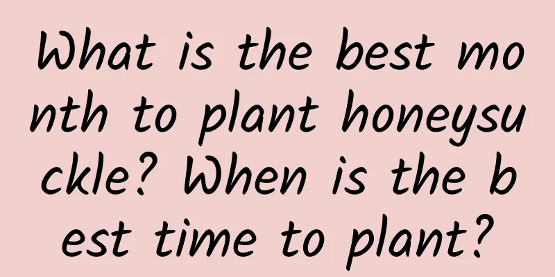 What is the best month to plant honeysuckle? When is the best time to plant?