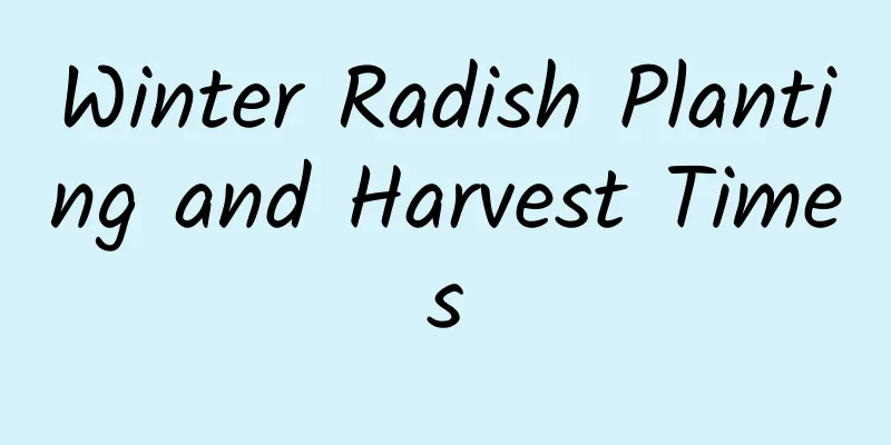 Winter Radish Planting and Harvest Times