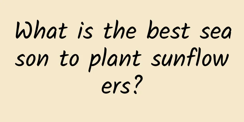 What is the best season to plant sunflowers?