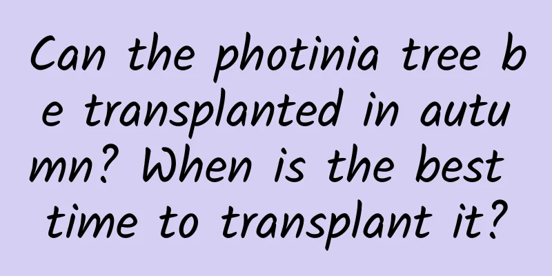 Can the photinia tree be transplanted in autumn? When is the best time to transplant it?