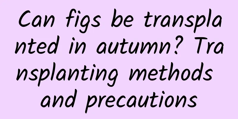 Can figs be transplanted in autumn? Transplanting methods and precautions