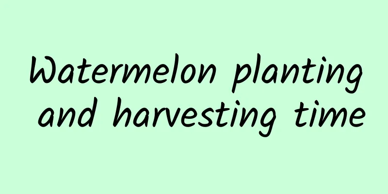 Watermelon planting and harvesting time
