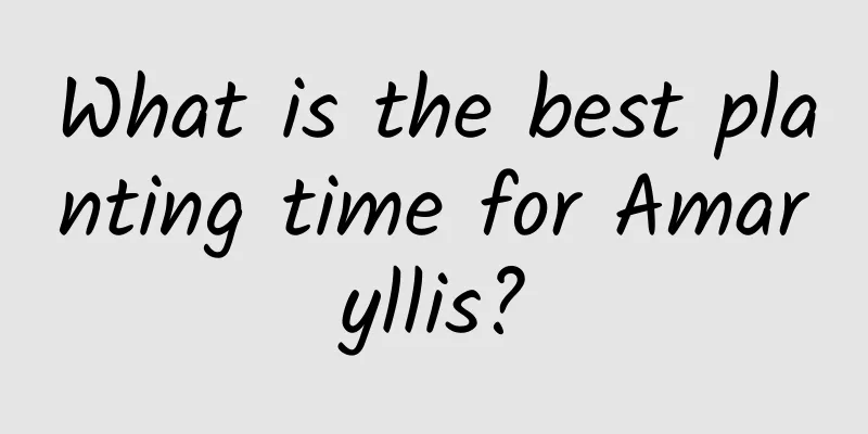 What is the best planting time for Amaryllis?
