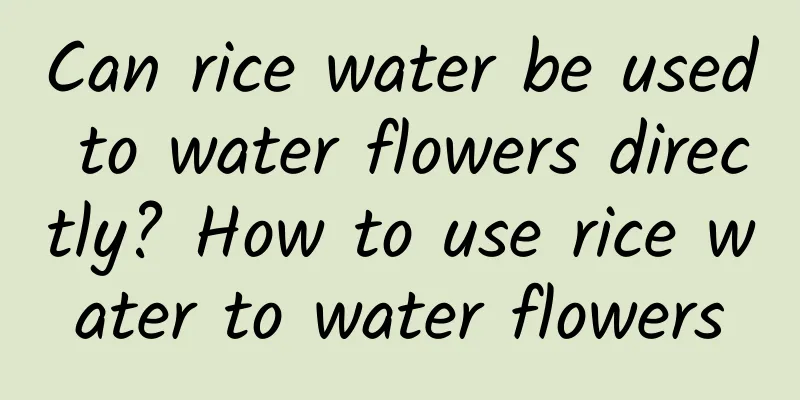 Can rice water be used to water flowers directly? How to use rice water to water flowers