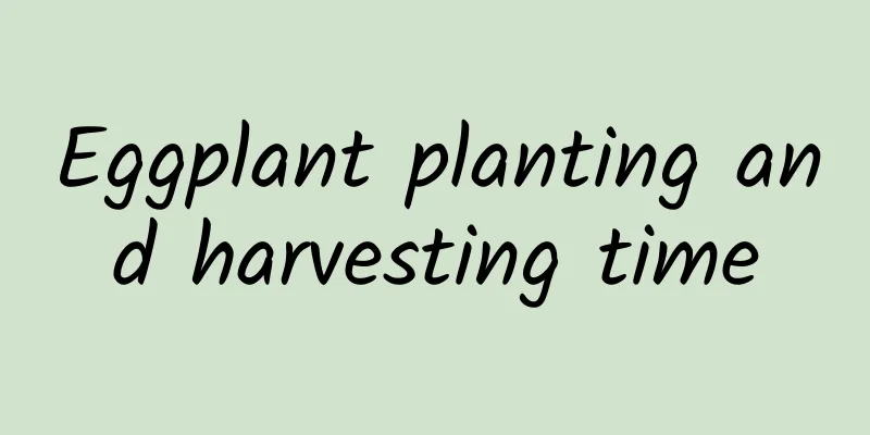Eggplant planting and harvesting time