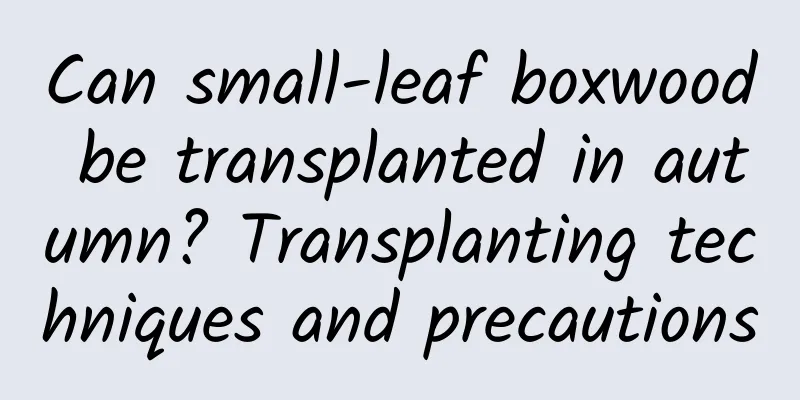 Can small-leaf boxwood be transplanted in autumn? Transplanting techniques and precautions