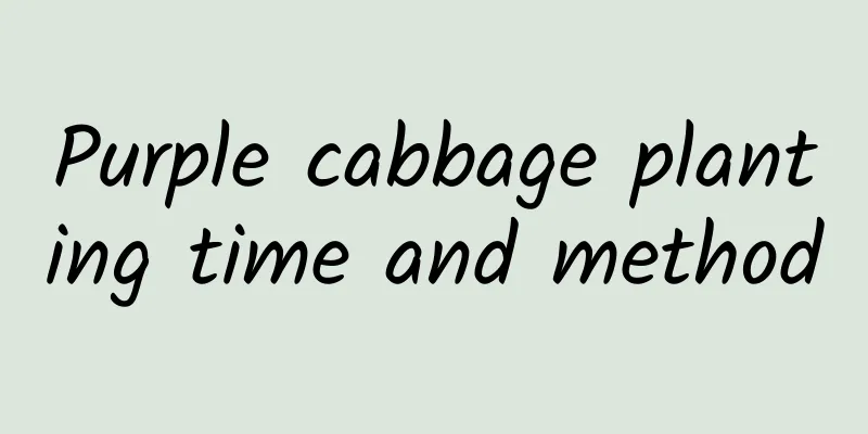 Purple cabbage planting time and method