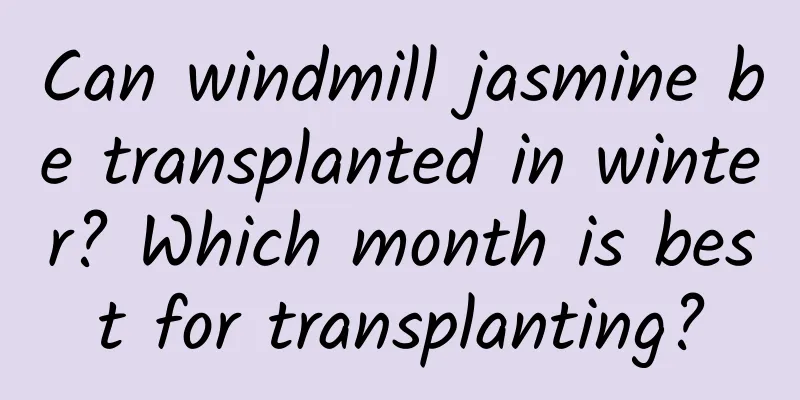Can windmill jasmine be transplanted in winter? Which month is best for transplanting?