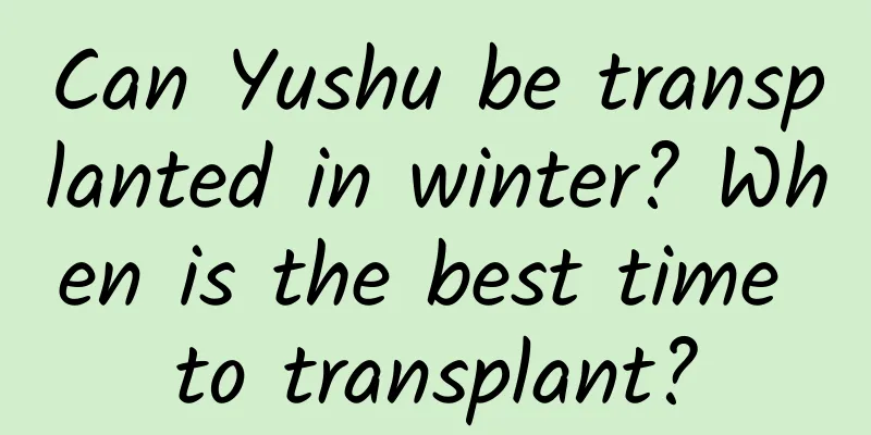 Can Yushu be transplanted in winter? When is the best time to transplant?