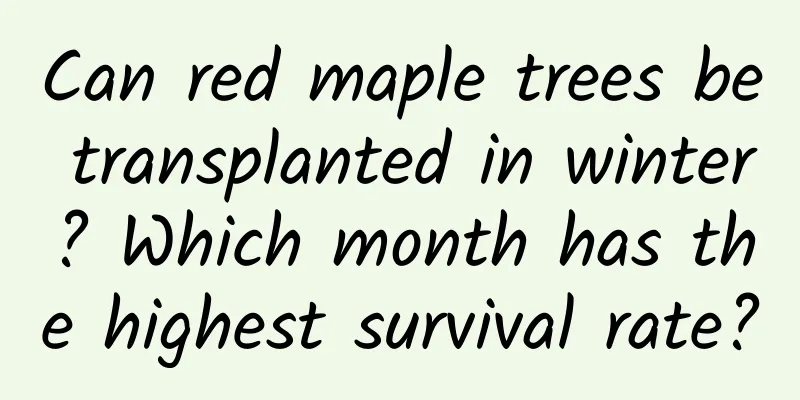 Can red maple trees be transplanted in winter? Which month has the highest survival rate?
