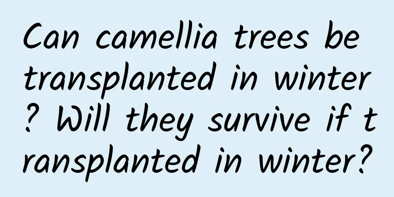 Can camellia trees be transplanted in winter? Will they survive if transplanted in winter?