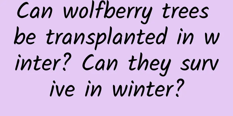 Can wolfberry trees be transplanted in winter? Can they survive in winter?