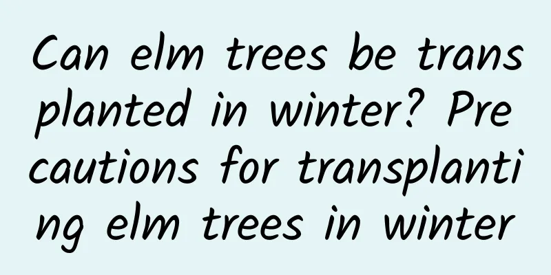 Can elm trees be transplanted in winter? Precautions for transplanting elm trees in winter