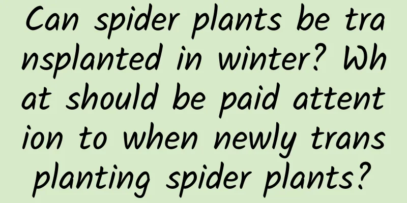 Can spider plants be transplanted in winter? What should be paid attention to when newly transplanting spider plants?