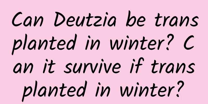 Can Deutzia be transplanted in winter? Can it survive if transplanted in winter?