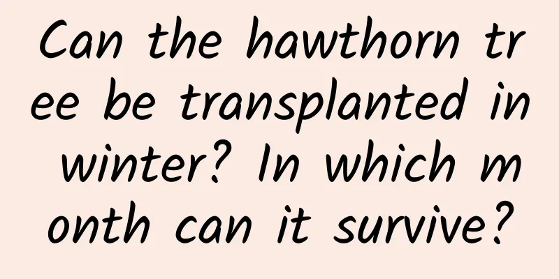 Can the hawthorn tree be transplanted in winter? In which month can it survive?