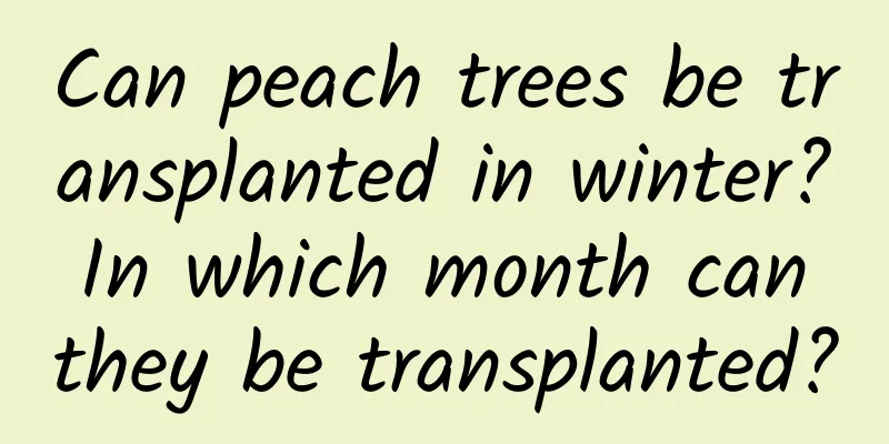 Can peach trees be transplanted in winter? In which month can they be transplanted?