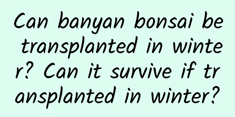 Can banyan bonsai be transplanted in winter? Can it survive if transplanted in winter?