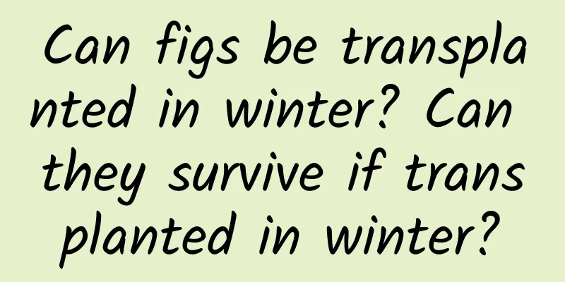 Can figs be transplanted in winter? Can they survive if transplanted in winter?