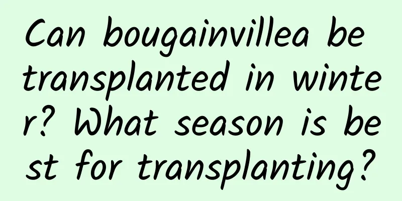 Can bougainvillea be transplanted in winter? What season is best for transplanting?