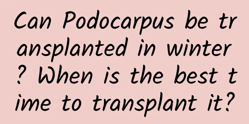 Can Podocarpus be transplanted in winter? When is the best time to transplant it?