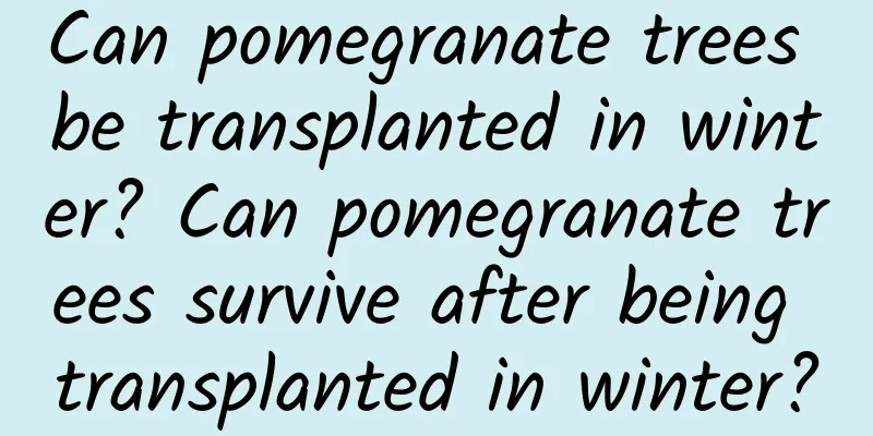 Can pomegranate trees be transplanted in winter? Can pomegranate trees survive after being transplanted in winter?